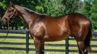 Conoce lo que costaron los caballos que van a correr el Kentucky Derby