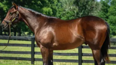 Conoce lo que costaron los caballos que van a correr el Kentucky Derby Conoce lo que costaron los caballos que van a correr el Kentucky Derby