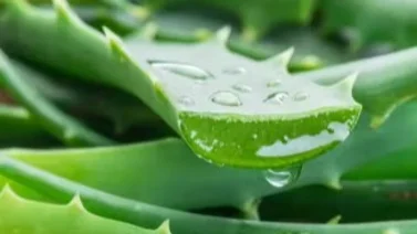 ¿Para que sirve la Sábila? Un regalo de la naturaleza para tu salud y belleza