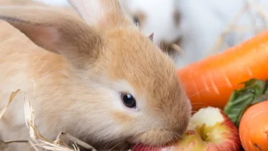 ¿Qué comen los conejos? Una guía completa para alimentar a tu amigo peludo