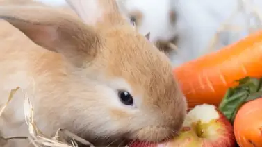 ¿Qué comen los conejos? Una guía completa para alimentar a tu amigo peludo ¿Qué comen los conejos? Una guía completa para alimentar a tu amigo peludo