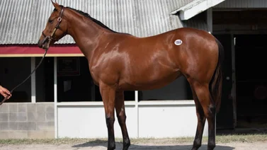Este es el caballo que entra a última hora por Encino al Kentucky Derby (G1)