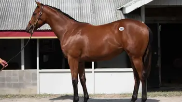 Este es el caballo que entra a última hora por Encino al Kentucky Derby (G1) Este es el caballo que entra a última hora por Encino al Kentucky Derby (G1)