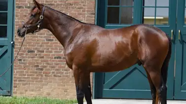 Potro que costó $1.200.000 correrá con Javier Castellano el día del Kentucky Derby Potro que costó $1.200.000 correrá con Javier Castellano el día del Kentucky Derby
