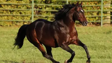 Yegua hija de campeón pistero europeo corre este domingo en La Rinconada Yegua hija de campeón pistero europeo corre este domingo en La Rinconada