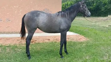 Hija de Constructor White que hace su debut puede lograr victoria este domingo en La Rinconada Hija de Constructor White que hace su debut puede lograr victoria este domingo en La Rinconada