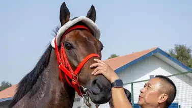 El mejor caballo del mundo mantiene el liderato del ranking mundial El mejor caballo del mundo mantiene el liderato del ranking mundial