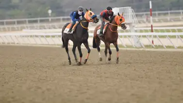 Atención aficionados hípicos porque así cómo ajustó la línea de la Gaceta Hípica promete conseguir la victoria en La Rinconada Atención aficionados hípicos porque así cómo ajustó la línea de la Gaceta Hípica promete conseguir la victoria en La Rinconada
