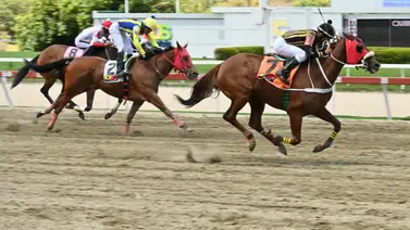 Ojo con esta yegua que da por video y es una de las favoritas para ganar el 5y6 Ojo con esta yegua que da por video y es una de las favoritas para ganar el 5y6