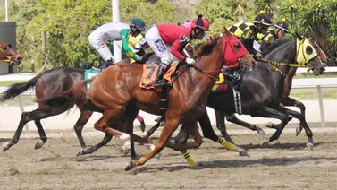 El ajuste contenido de esta yegua se prepara para retar a una de las favoritas para el juego del 5y6 El ajuste contenido de esta yegua se prepara para retar a una de las favoritas para el juego del 5y6