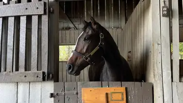 ¡Descansa en Paz! Potro que costó 1.3 millones de dólares y entrenado por Gustavo Delgado es sacrificado ¡Descansa en Paz! Potro que costó 1.3 millones de dólares y entrenado por Gustavo Delgado es sacrificado