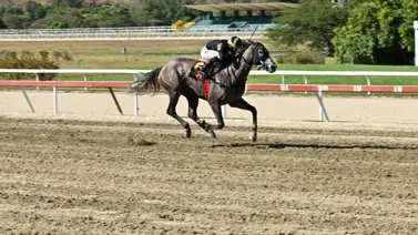 Miss Emmy y Gran Avelina contra Nikitis en el Clásico Peggy Azqueta GII Miss Emmy y Gran Avelina contra Nikitis en el Clásico Peggy Azqueta GII