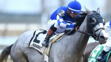 Nieta de Tapit conquista Nueva York y se mete en el Kentucky Derby Nieta de Tapit conquista Nueva York y se mete en el Kentucky Derby