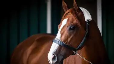 Hermana del ganador del triplecoronado Justify debuta en este hipódromo Hermana del ganador del triplecoronado Justify debuta en este hipódromo