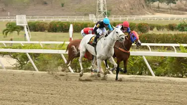 Con este ajuste fenómeno de este ejemplar buscara conseguir su primera victoria en La Rinconada Con este ajuste fenómeno de este ejemplar buscara conseguir su primera victoria en La Rinconada