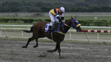 Hija del ganador selectivo Steinbeck regresa a La Rinconada luego de 182 días sin correr Hija del ganador selectivo Steinbeck regresa a La Rinconada luego de 182 días sin correr