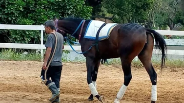 Ahora sí: La nieta de un ganador de pruebas de grado en EE. UU. hará su estreno en La Rinconada