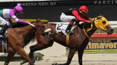 Hijo de yegua criolla por Uncle Mo será subastado en la Ocala Breeders’ Sale Hijo de yegua criolla por Uncle Mo será subastado en la Ocala Breeders’ Sale