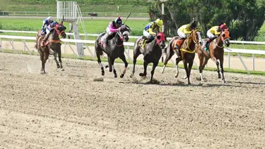 Pendiente de esta potra que hace su debut y sus ejercicios previos son a la par de Winter Wonderland Pendiente de esta potra que hace su debut y sus ejercicios previos son a la par de Winter Wonderland