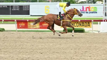 Medio hermano de My Titico Mate debuta este domingo en La Rinconada Medio hermano de My Titico Mate debuta este domingo en La Rinconada
