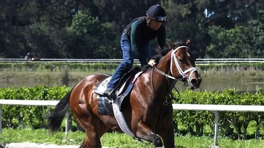 Otro ejemplar más se sale del Kentucky Derby y buscarán el Preakness Stakes