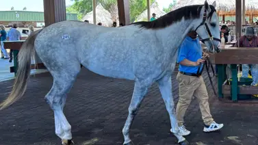 Propietarios venezolanos involucrados en la venta del hijo de Tapit que costó 1 millón de dólares Propietarios venezolanos involucrados en la venta del hijo de Tapit que costó 1 millón de dólares