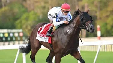 Javier Castellano estará en el Kentucky Derby con este ejemplar Javier Castellano estará en el Kentucky Derby con este ejemplar