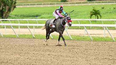 Con este ajuste contenido de esta yegua buscará sorprender a una de las fijas de la reunión 14 Con este ajuste contenido de esta yegua buscará sorprender a una de las fijas de la reunión 14