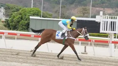 Hija de yegua doblecoronada venezolana correrá en este hipódromo en Estados Unidos Hija de yegua doblecoronada venezolana correrá en este hipódromo en Estados Unidos