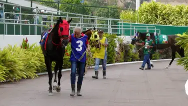 El ajuste de este ejemplar indica que solo la verán en el aparato de la R14 El ajuste de este ejemplar indica que solo la verán en el aparato de la R14