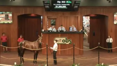 WOW hijo de la venezolana Cacciatora fue vendido por 7 cifras millonarias WOW hijo de la venezolana Cacciatora fue vendido por 7 cifras millonarias