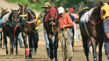 Así ajustó este caballo y quedó listo para un debut prometedor en la R14 Así ajustó este caballo y quedó listo para un debut prometedor en la R14