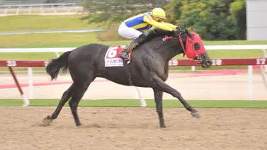 Esto es lo que debes saber sobre el ajuste de El De Froix previo a su participación para el clásico de mayor trayectoria del hipismo venezolano Esto es lo que debes saber sobre el ajuste de El De Froix previo a su participación para el clásico de mayor trayectoria del hipismo venezolano