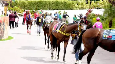 Favoritos de la cátedra para el 5y6 Nacional de la reunión N°14 en el hipódromo La Rinconada Favoritos de la cátedra para el 5y6 Nacional de la reunión N°14 en el hipódromo La Rinconada