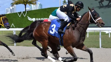 Impresionante Atropellada: Este ejemplar de José Francisco D’Angelo brilla en Gulfstream Park