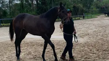 La cuarta potra más costosa de subasta Unicria del 2023 hace su estreno en La Rinconada La cuarta potra más costosa de subasta Unicria del 2023 hace su estreno en La Rinconada