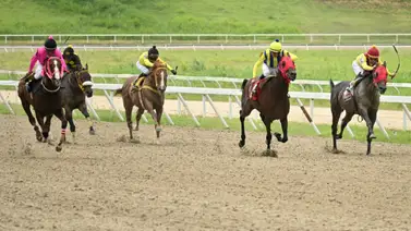 Muy pendientes de este ejemplar que sorprendió en una selectiva y para esta ocasión regresa luego de 294 días para la R15 Muy pendientes de este ejemplar que sorprendió en una selectiva y para esta ocasión regresa luego de 294 días para la R15