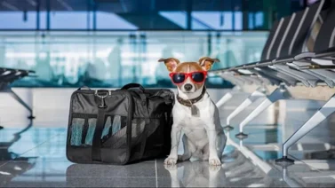 Perros viajando en avion EEUU