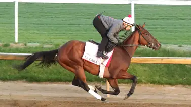 La Cara fue la mejor de la mañana de briseos en preparación para el Kentucky Oaks La Cara fue la mejor de la mañana de briseos en preparación para el Kentucky Oaks
