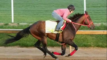 Observa el trabajo de Coal Battle que fue el mayor ganador de clasificatorias para las Rosas Observa el trabajo de Coal Battle que fue el mayor ganador de clasificatorias para las Rosas