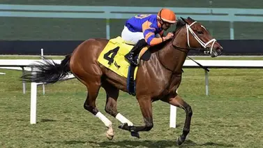 José Francisco D’Angelo buscará su primera prueba de grado en Santa Anita José Francisco D’Angelo buscará su primera prueba de grado en Santa Anita