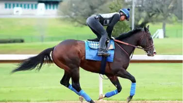 Este fin de semana corre el próximo participante para el Preakness que costó $1.1 millones en subasta Este fin de semana corre el próximo participante para el Preakness que costó $1.1 millones en subasta