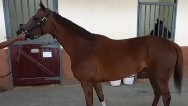 Tras el revés: Habla el Jinete de la importada Say Cheez Louise en la R15 Tras el revés: Habla el Jinete de la importada Say Cheez Louise en la R15