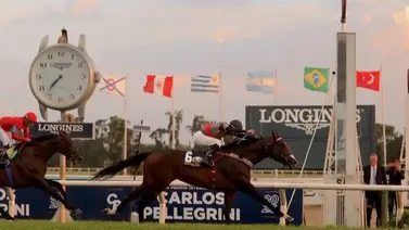 El mejor caballo de Suramérica ha sido retirado a la cría El mejor caballo de Suramérica ha sido retirado a la cría