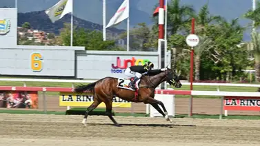 Operación exitosa para Fleet Street: la importada encara una nueva etapa en la hípica venezolana Operación exitosa para Fleet Street: la importada encara una nueva etapa en la hípica venezolana