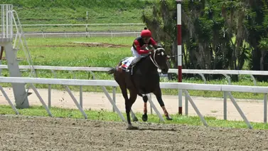 Más allá de los favoritos: El ejemplar que desafía a El Perfecto y Aclamado el domingo Más allá de los favoritos: El ejemplar que desafía a El Perfecto y Aclamado el domingo