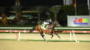 El mejor ejemplar maduro del 2025 en La Rinconada reaparece luego de 119 días El mejor ejemplar maduro del 2025 en La Rinconada reaparece luego de 119 días