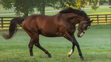 La sangre del semental siete veces campeón en Estados Unidos estará en la reunión 16 de La Rinconada La sangre del semental siete veces campeón en Estados Unidos estará en la reunión 16 de La Rinconada