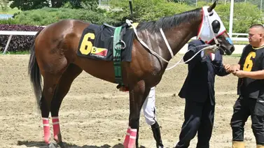 ¿Mantendrá el dominio? La yegua que debutó con 18 cuerpos de ventaja busca una nueva foto en La Rinconada ¿Mantendrá el dominio? La yegua que debutó con 18 cuerpos de ventaja busca una nueva foto en La Rinconada