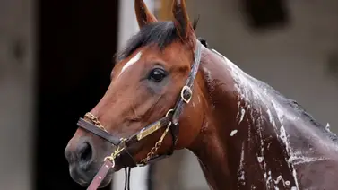 Journalism queda listo para su regreso con este ejercicio que tuvo en Santa Anita Journalism queda listo para su regreso con este ejercicio que tuvo en Santa Anita